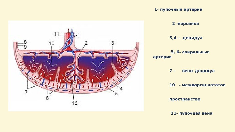 Плацента на рисунке