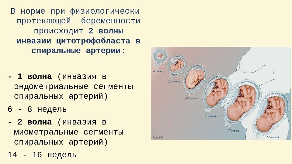 План родов при физиологически протекающей беременности