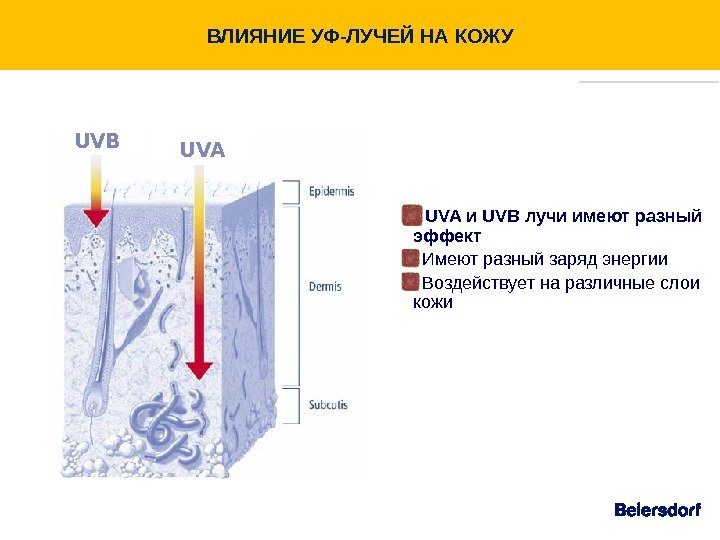 UV-Radiation And The Skin UVA и UVB лучи имеют разный эффект Имеют разный заряд энергии Воздействует