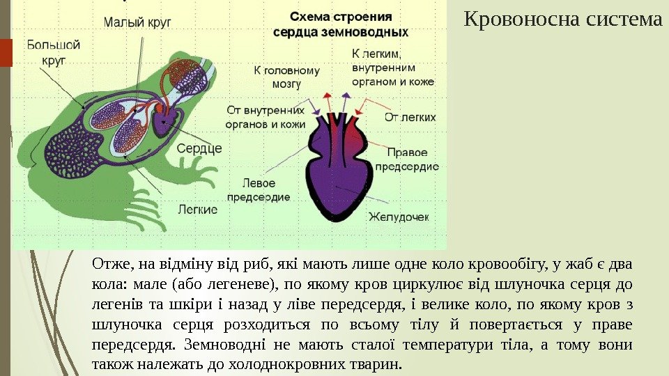 Zemnovodni Zovnishnya Ta Vnutrishnya Budova Zemnovodni Abo