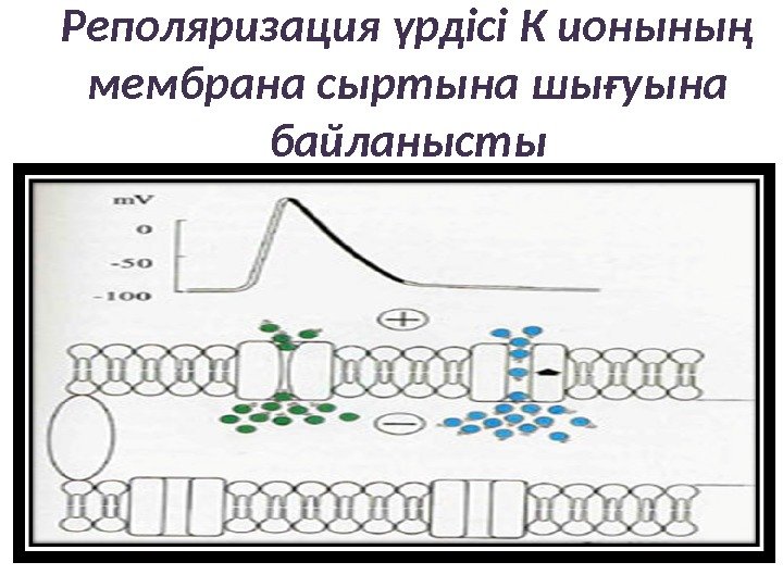 Реполяризация үрдісі К ионының мембрана сыртына шығуына байланысты 