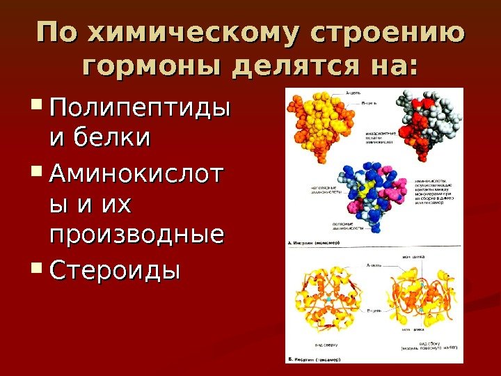 Белковый гормон человека