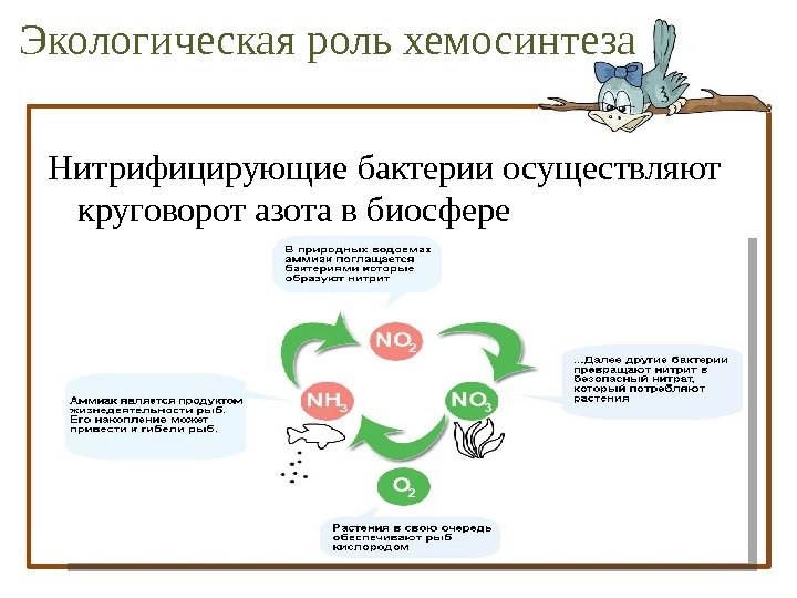 Питание клеток фотосинтез хемосинтез тест