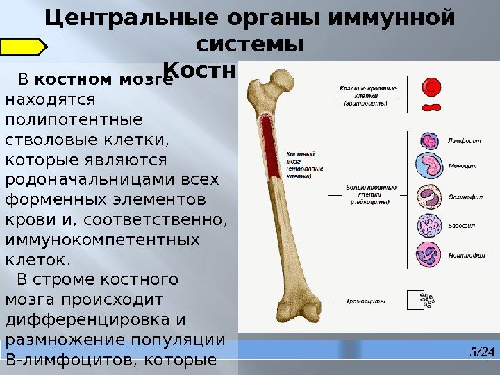 Элемент образующийся в красном костном мозге