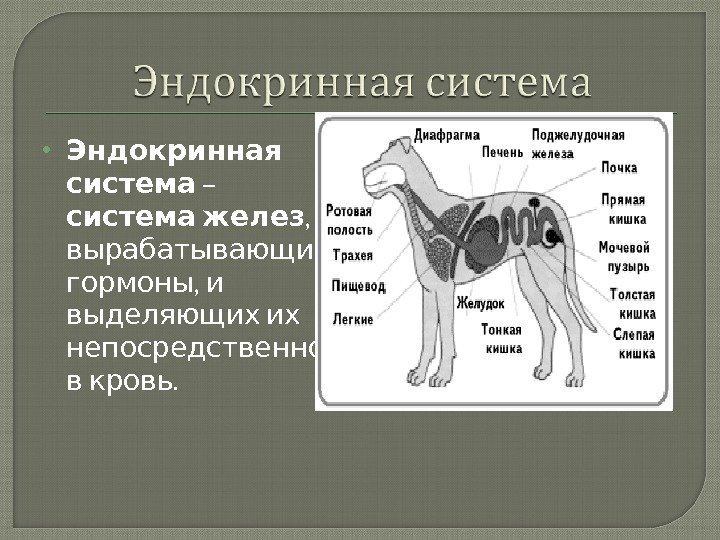 System animal. Органы эндокринной системы животных. Железы внутренней секреции животных. Эндокринная система собаки. Железы внутренней секреции собаки у собаки.