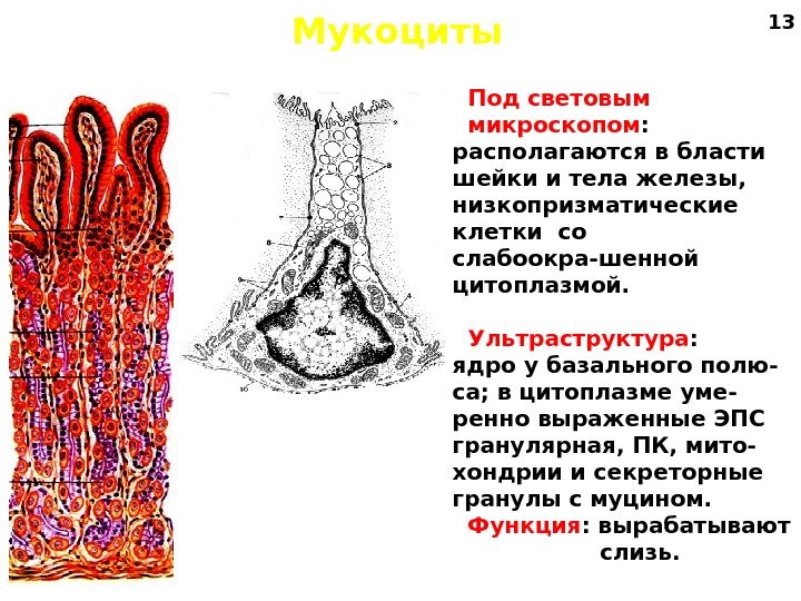 Слизистая ткань. Мукоциты гистология строение. Строение мукоцитов. Мукоциты желудка. Функция мукоцитов желудка.