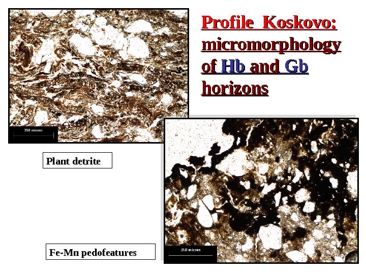 Profile Koskovo: micromorphology ofof Hb Hb andand Gb Gb horizons Fe-Mn pedofeatures. Plant detrite 