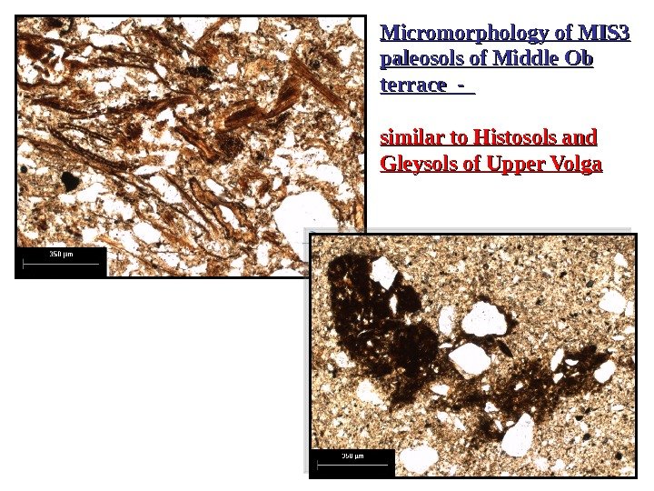 Micromorphology of MIS 3 paleosols of Middle Ob terrace -  similar to Histosols and Gleysols
