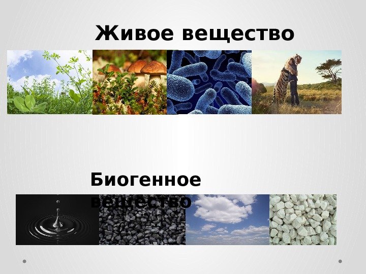 Янтарь тип вещества биосферы. Биогенное вещество биосферы. Живое вещество.