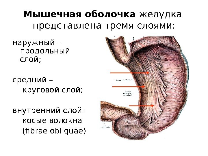   Мышечная оболочка желудка представлена тремя слоями: наружный – продольный слой; средний –  круговой