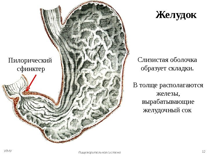   Пищеварительная система 12 Желудок Слизистая оболочка образует складки.  В толще располагаются железы, 