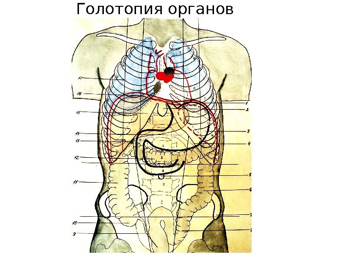   Голотопия органов 