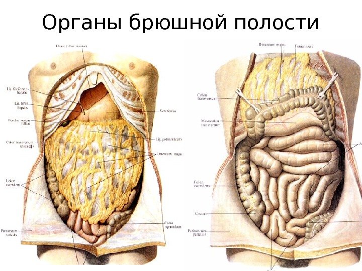 Фото расположения внутренних органов человека в брюшной
