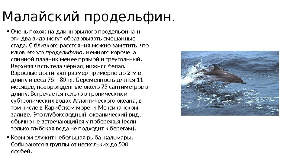Малайский продельфин.  • Очень похож на длиннорылого продельфина и  эти два вида могут образовывать