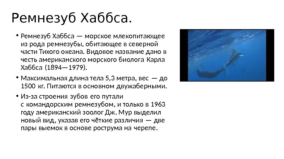 Ремнезуб Хаббса.  • Ремнезуб Хаббса — морское млекопитающее из рода ремнезубы, обитающее в северной 