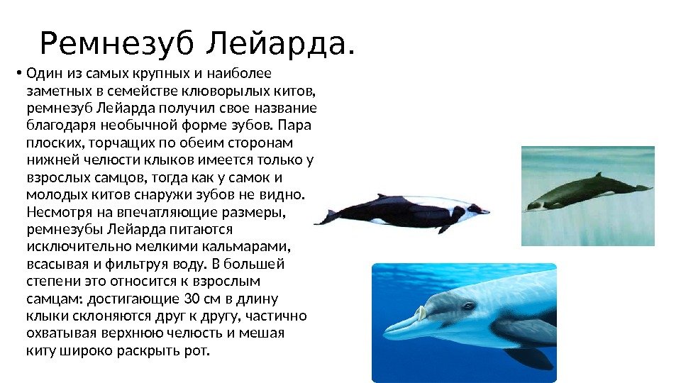 Ремнезуб Лейарда.  • Один из самых крупных и наиболее заметных в семействе клюворылых китов, 