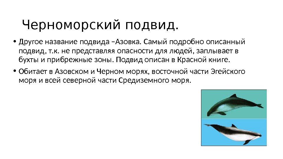Черноморский подвид.  • Другое название подвида –Азовка. Самый подробно описанный подвид, т. к. не представляя