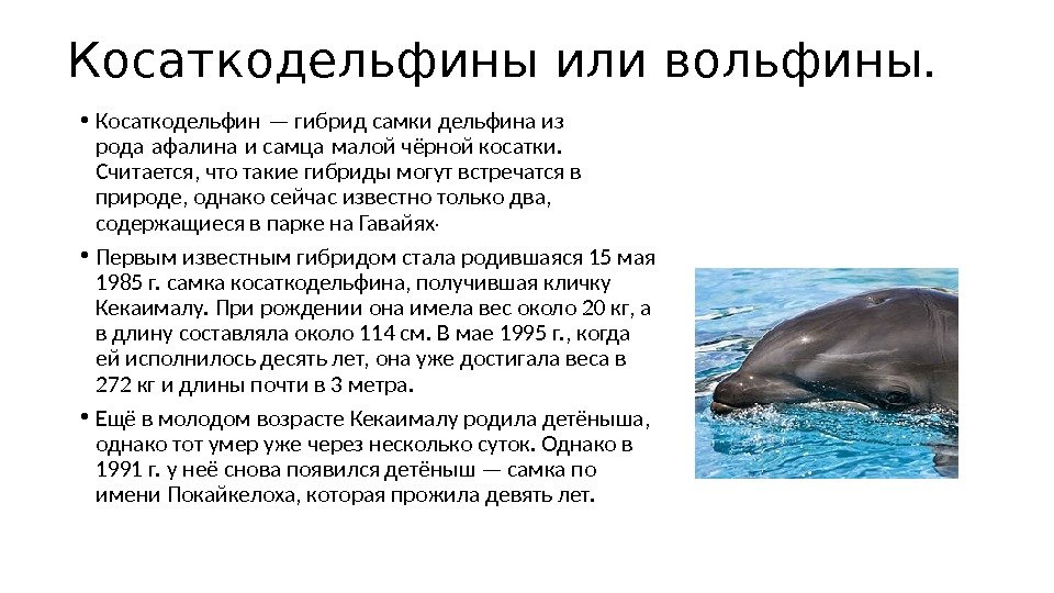 Косаткодельфины или вольфины.  • Косаткодельфин — гибрид самки дельфина из рода афалина и самца малой