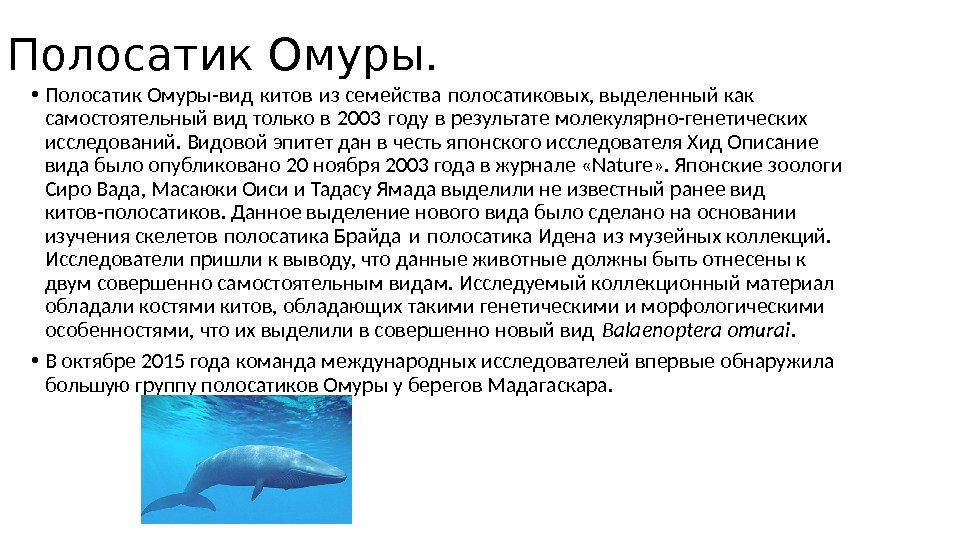 Полосатик Омуры.  • Полосатик Омуры-вид китов из семейства полосатиковых, выделенный как  самостоятельный вид только