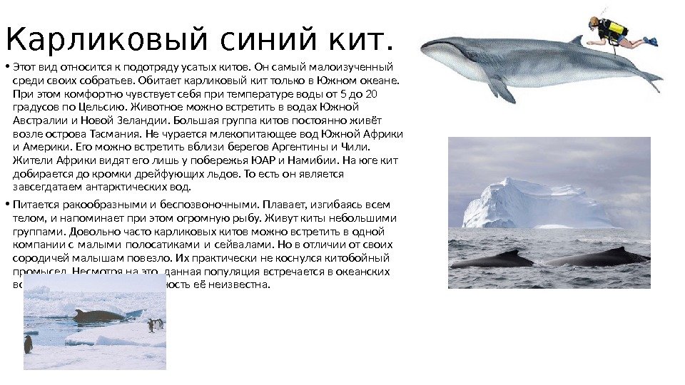 Карликовый синий кит.  • Этот вид относится к подотряду усатых китов. Он самый малоизученный среди