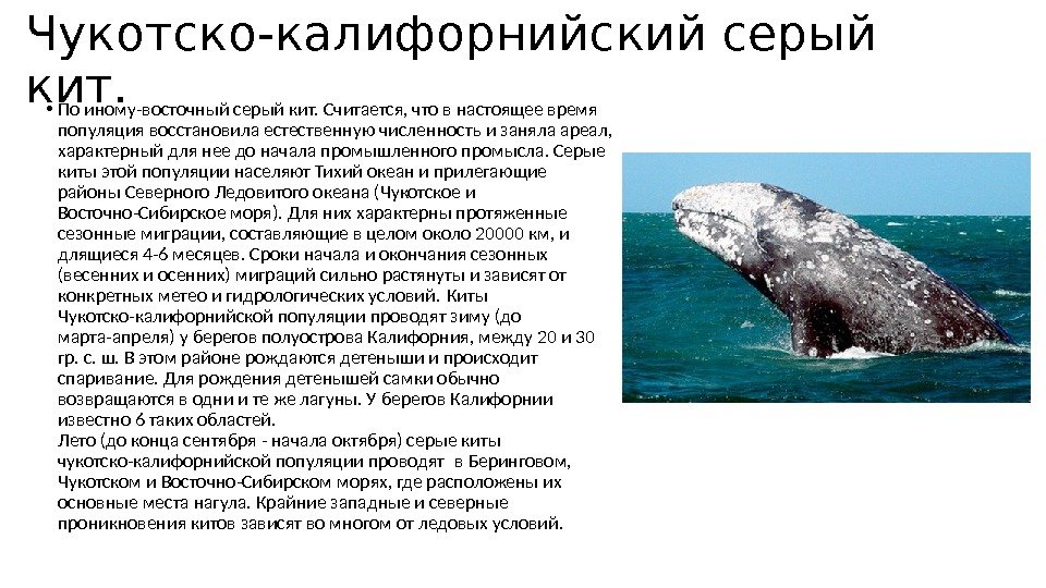 Чукотско-калифорнийский серый кит.  • По иному-восточный серый кит. Считается, что в настоящее время популяция восстановила