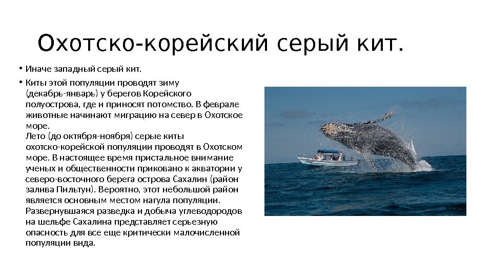 Охотско-корейский серый кит.  • Иначе западный серый кит.  • Киты этой популяции проводят зиму