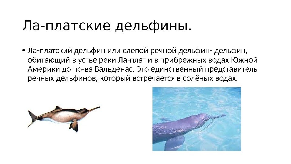 Ла-платские дельфины.  • Ла-платский дельфин или слепой речной дельфин- дельфин,  обитающий в устье реки