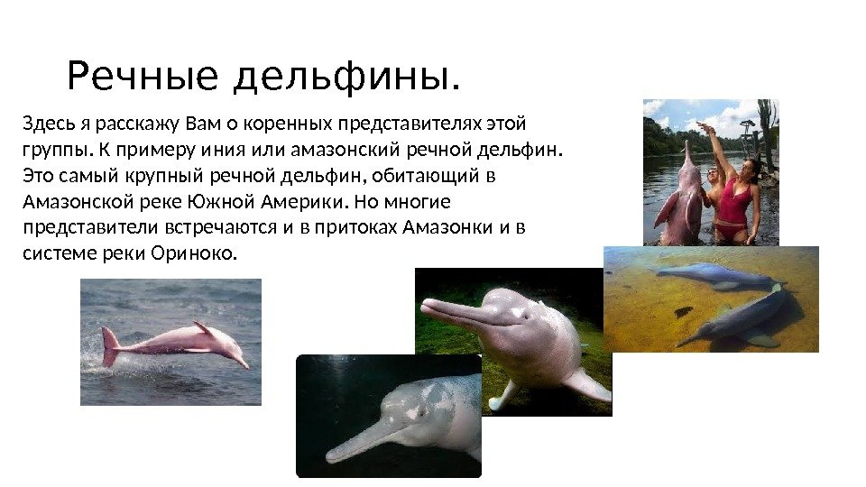 Амазонский дельфин 4. Речной Дельфин. Речной Дельфин умный.