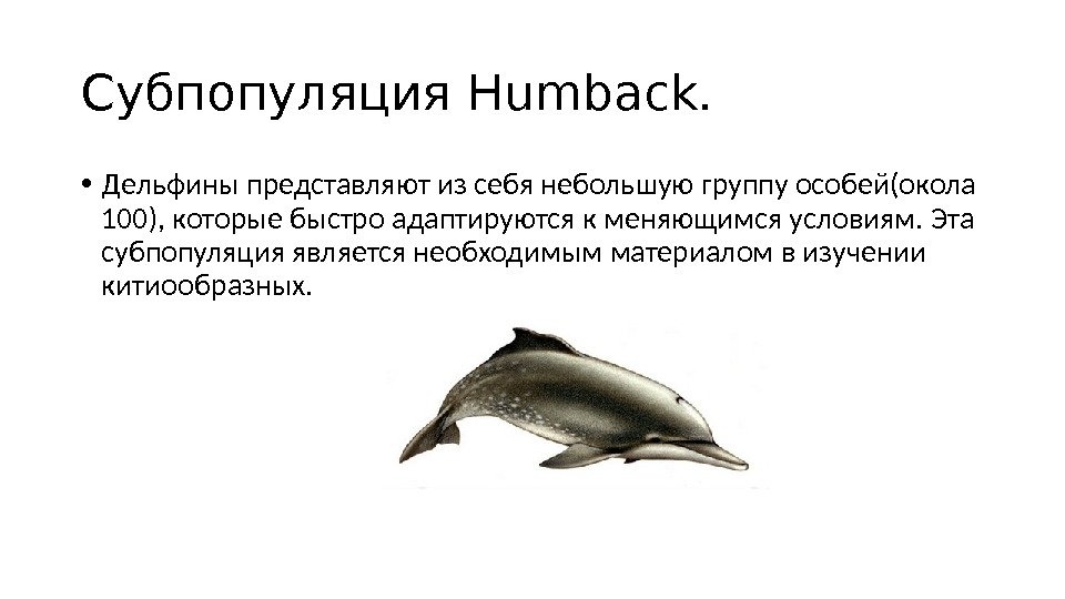 Субпопуляция Humback.  • Дельфины представляют из себя небольшую группу особей(окола 100), которые быстро адаптируются к