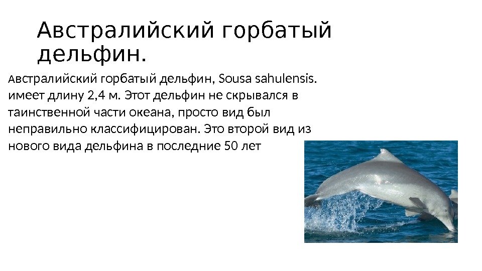Австралийский горбатый дельфин. А встралийский горбатый дельфин, Sousa sahulensis.  имеет длину 2, 4 м. Этот