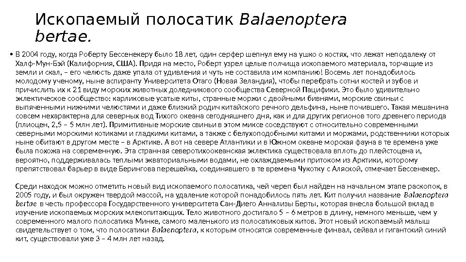 Ископаемый полосатик Balaenoptera bertae.  • В 2004 году, когда Роберту Бессенекеру было 18 лет, один