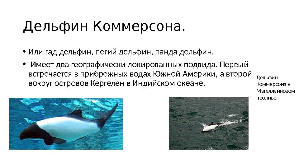 Дельфин Коммерсона.  • Или гад дельфин, пегий дельфин, панда дельфин.  •  Имеет два
