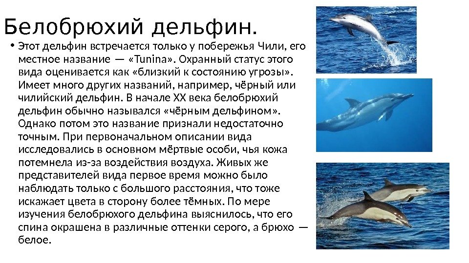 Белобрюхий дельфин.  • Этот дельфин встречается только у побережья Чили, его местное название — «Tunina»
