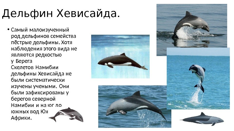 Дельфин Хевисайда.  • Самый малоизученный род дельфинов семейства пёстрые дельфины. Хотя наблюдения этого вида не