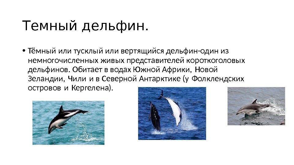 Темный дельфин.  • Тёмный или тусклый или вертящийся дельфин-один из немногочисленных живых представителей короткоголовых дельфинов.