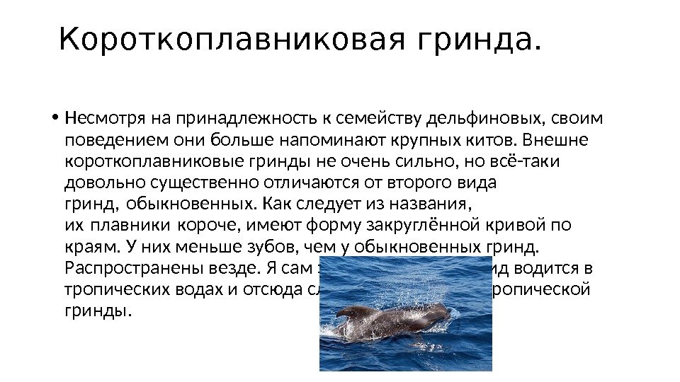 Короткоплавниковая гринда.  • Несмотря на принадлежность к семейству дельфиновых, своим поведением они больше напоминают крупных