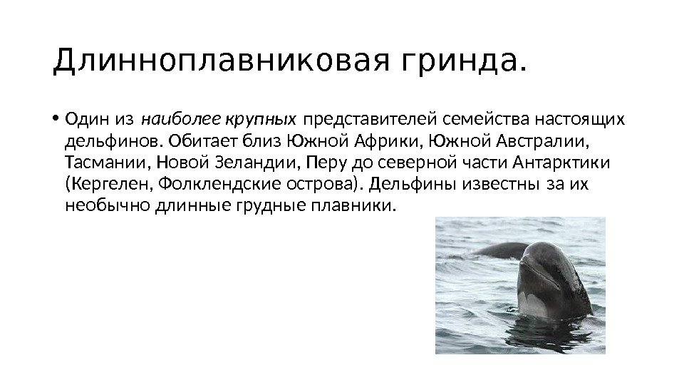 Длинноплавниковая гринда.  • Один из наиболее крупных представителей семейства настоящих дельфинов. Обитает близ Южной Африки,