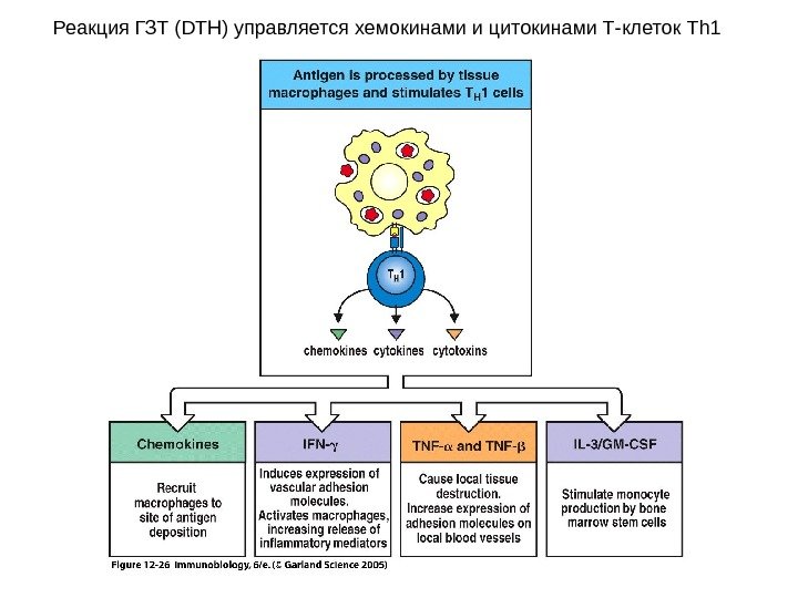 Реакция ГЗТ ( DTH) управляется хемокинами и цитокинами Т-клеток Th 1 
