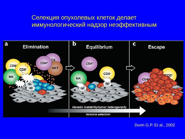 Селекция опухолевых клеток делает иммунологический надзор неэффективным Dunn G. P. Et al. , 2002 