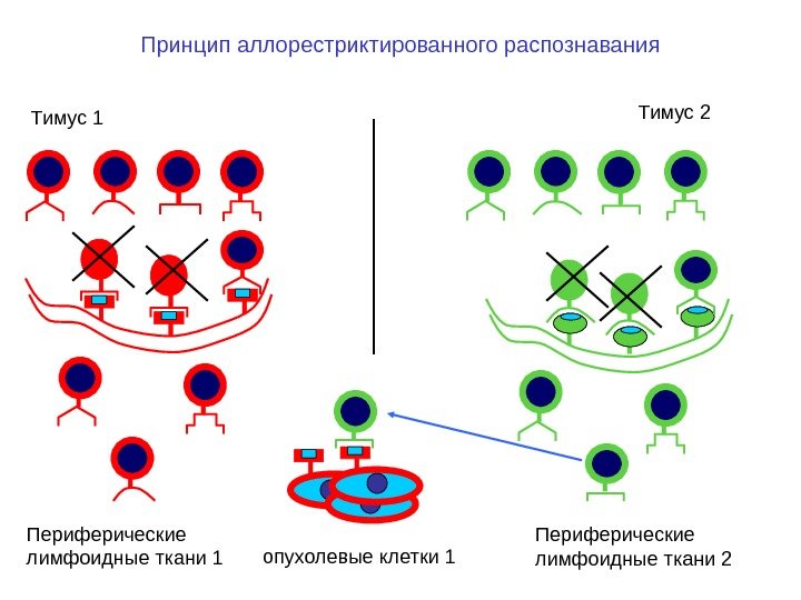 Принцип аллорестриктированного распознавания Периферические лимфоидные ткани 1 опухолевые клетки 1 Тимус 1 Периферические лимфоидные ткани 2