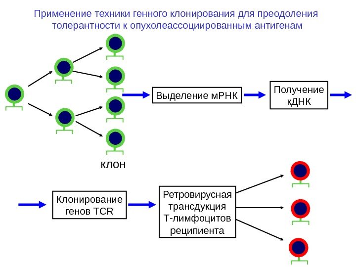 клон Выделение м. РНК Получение к. ДНК Клонирование генов TCR Ретровирусная трансдукция Т-лимфоцитов реципиента. Применение техники