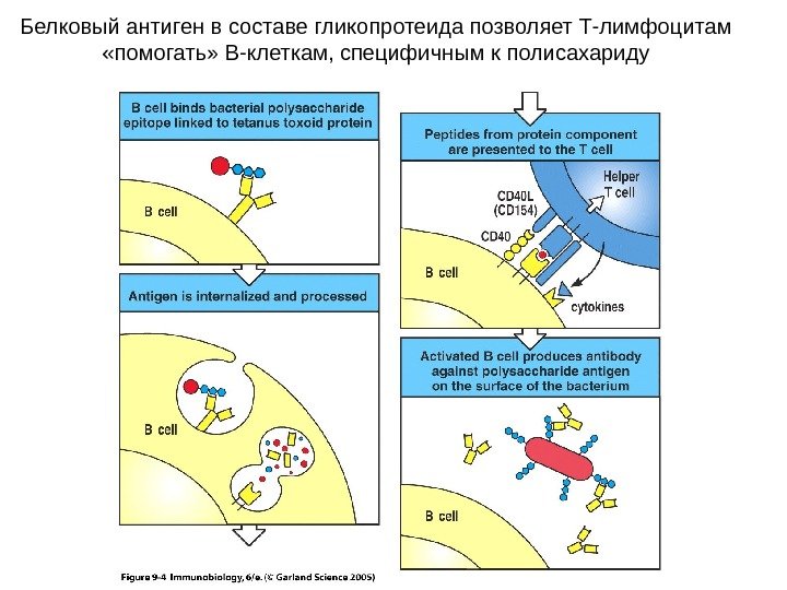 Схема гуморального иммунного ответа иммунология