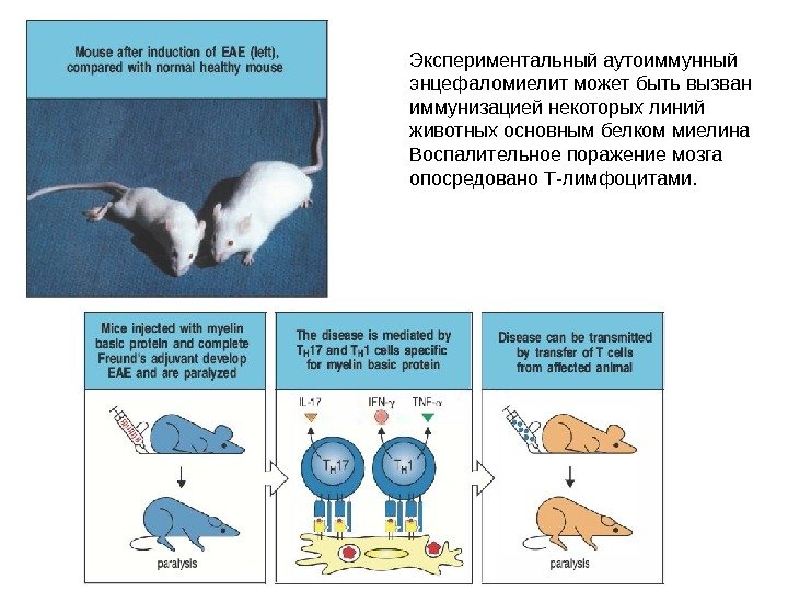 Экспериментальный аутоиммунный энцефаломиелит может быть вызван иммунизацией некоторых линий животных основным белком миелина Воспалительное поражение мозга