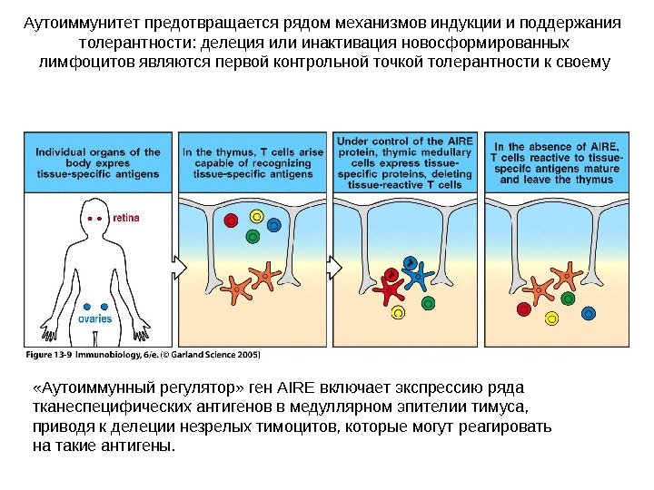 Аутоиммунитет предотвращается рядом механизмов индукции и поддержания толерантности: делеция или инактивация новосформированных лимфоцитов являются первой контрольной
