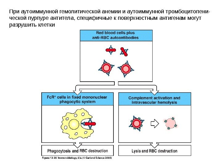 При аутоиммунной гемолитической анемии и аутоиммунной тромбоцитопени- ческой пурпуре антитела, специфичные к поверхностным антигенам могут разрушить