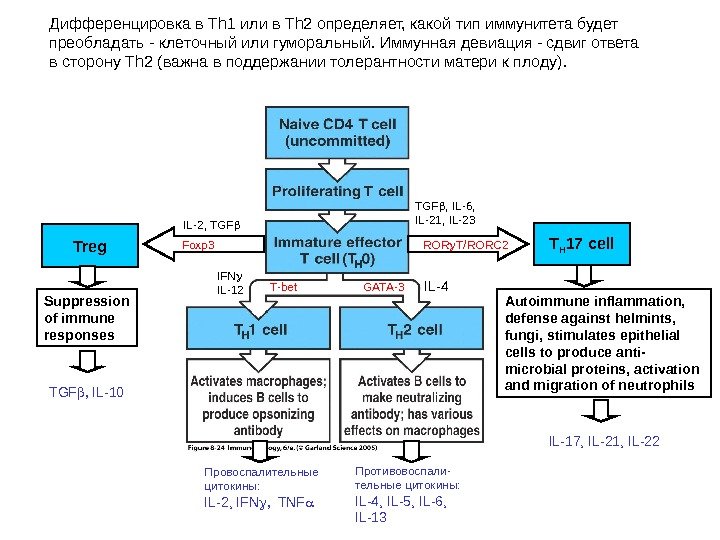 Дифференцировка в Th 1 или в Th 2 определяет, какой тип иммунитета будет преобладать - клеточный