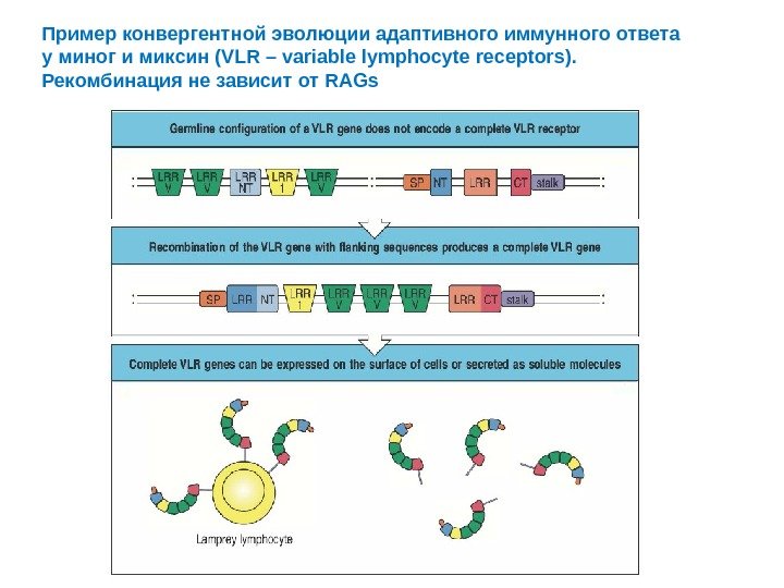 Адаптивное развитие. Конвергентная Эволюция примеры. Пример адаптивного иммунного ответа. Примером конвергентной эволюции являются:. Эволюция рецепторов.