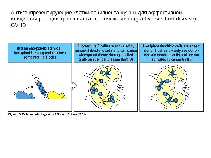 Трансплантат против хозяина презентация