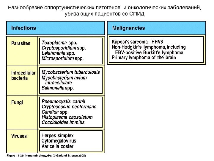 Разнообразие оппортунистических патогенов и онкологических заболеваний, убивающих пациентов со СПИД 