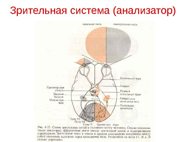 Зрительная сенсорная система картинки